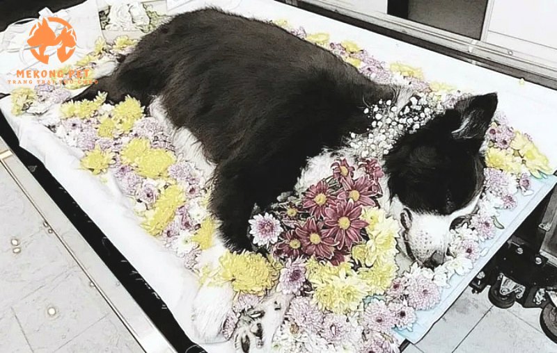 Những hình ảnh đẹp của thú cưng cuối cùng được tận tình bàn giao cho chủ nhân